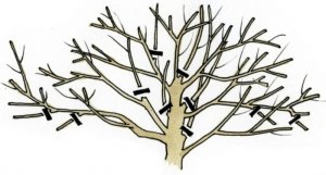 схема брезки дерева
