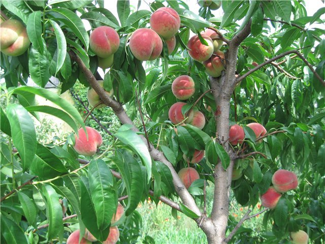 Персиковые деревья фото