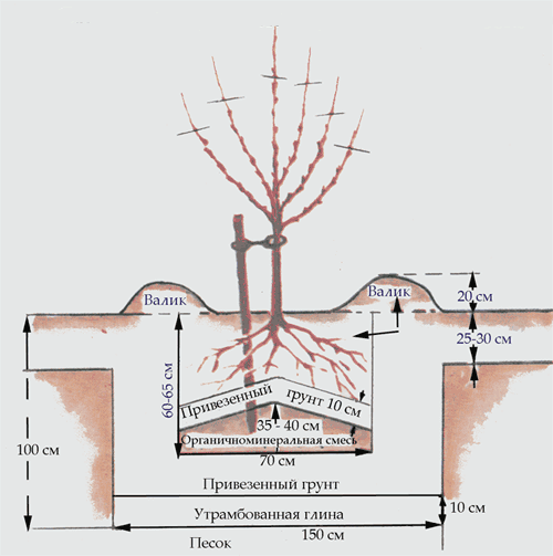 Схема пересадки вишни фото