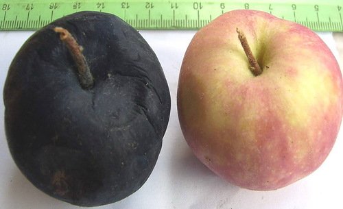 Здоровое яблоко и плод, пораженный черным раком фото