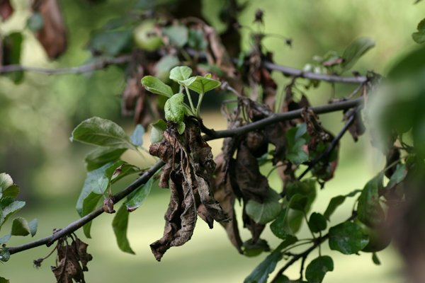 Листья яблони, зараженные бактериозом фото