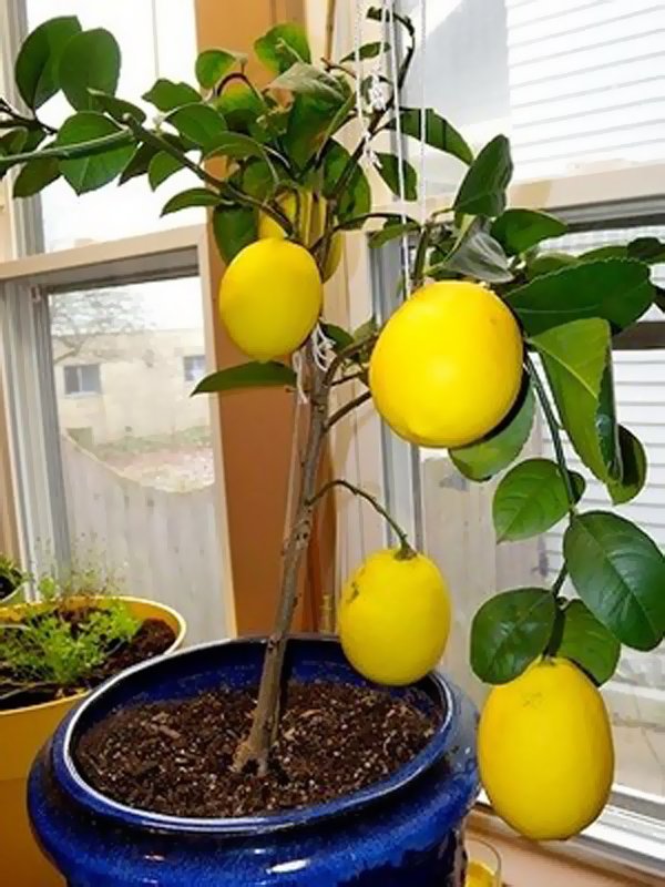 Лимонное дерево сорта Дженоа фото