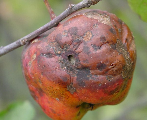 Яблоко, пораженное монилиозом фото