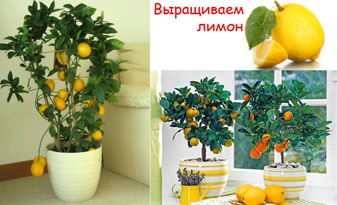 Комнатный лимон: фото сортов, уход за деревом в