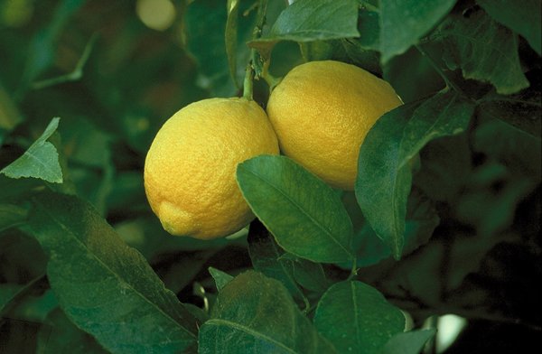 Плоды лимона сорта Лисбон фото