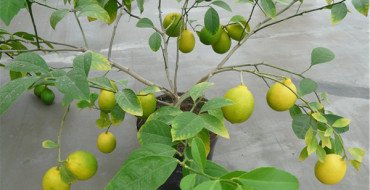 новогрузинский лимон