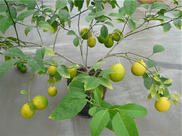 Лимонное дерево сорта Новогрузинский фото