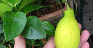 плод лимона лунарио