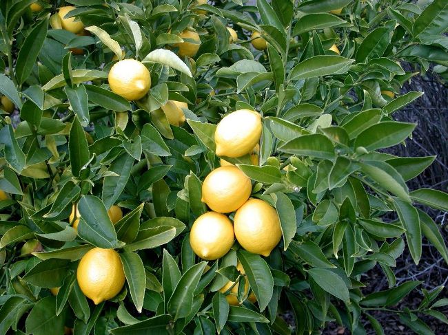 плоды лимона