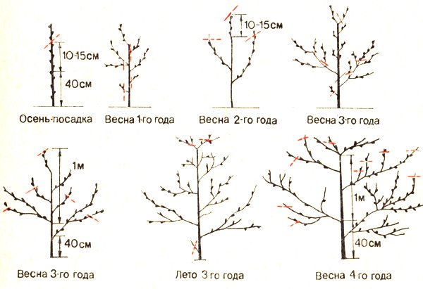 Схема формирования кроны персикового дерева фото