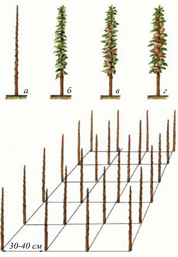 Схема посадки колоновидных яблонь фото