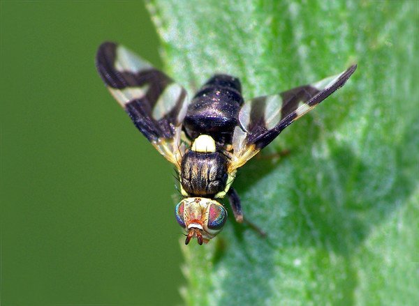 Вишневая муха фото