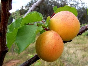 Ананасный абрикос плоды фото