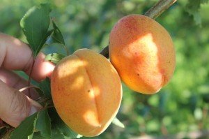 Ананасный абрикос зрелые плоды фото