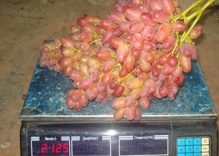 Гроздь винограда сорта Велес фото