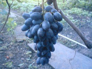 виноград Осенний черный фото