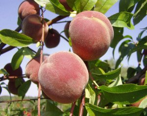 Первые плоды персика фото