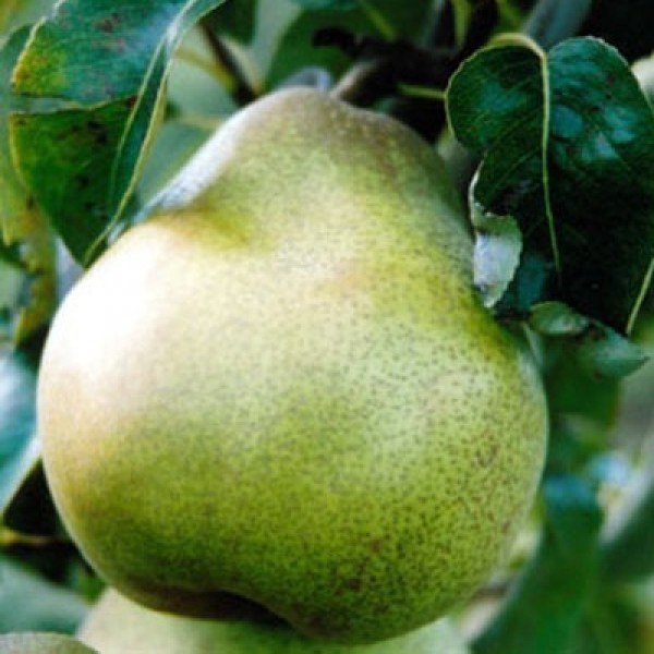 Плод груши сорта Бергамот фото