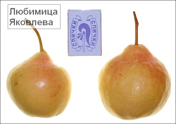 Плоды груши сорта Любимица Яковлева фото