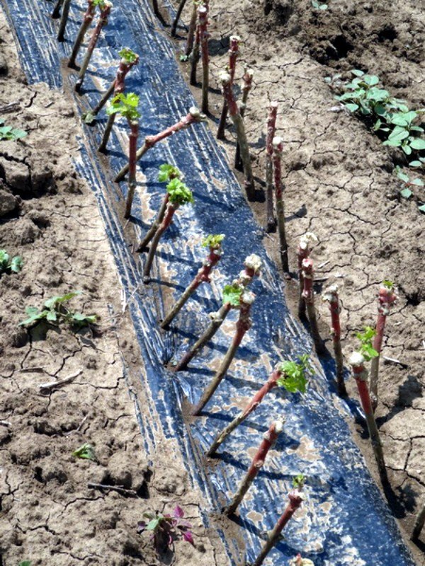 Посадка черенков винограда в открытый грунт фото