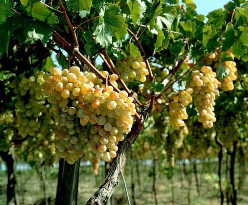 Сорт винограда Карабурну фото