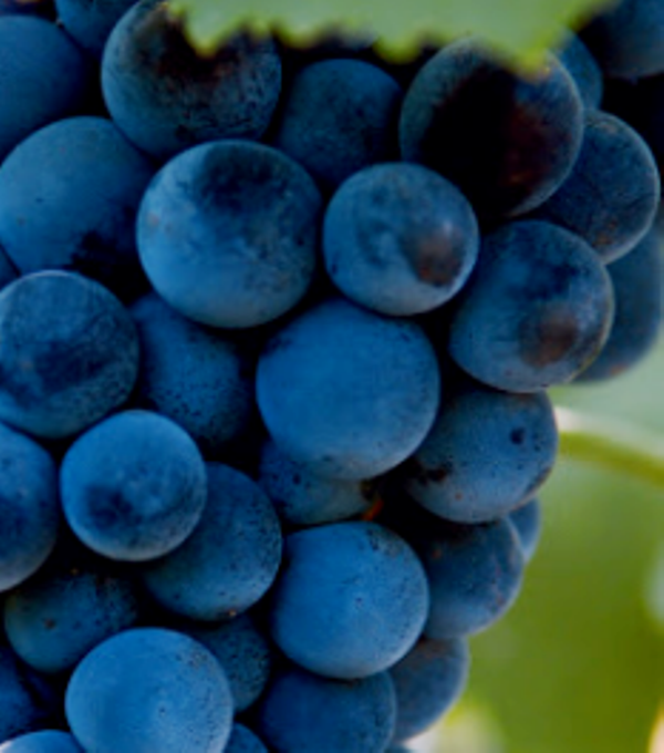 Ягоды винограда Муската Гамбургского фото