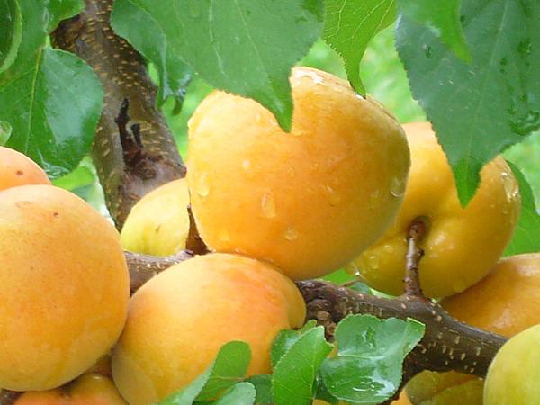 абрикос шалах плоды