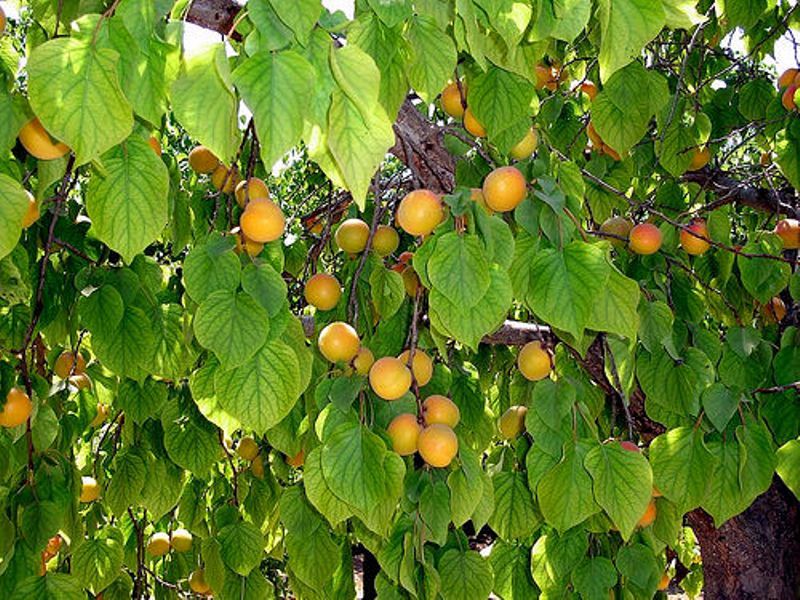 дерево абрикосовое