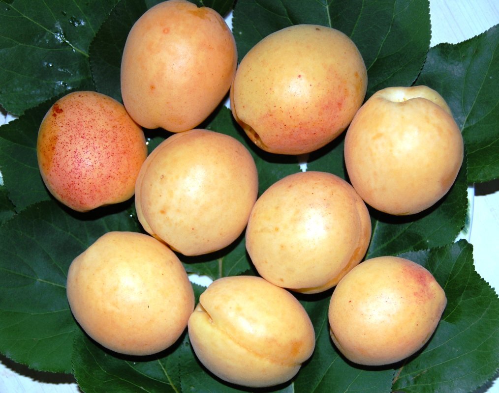 плоды абрикоса шалах