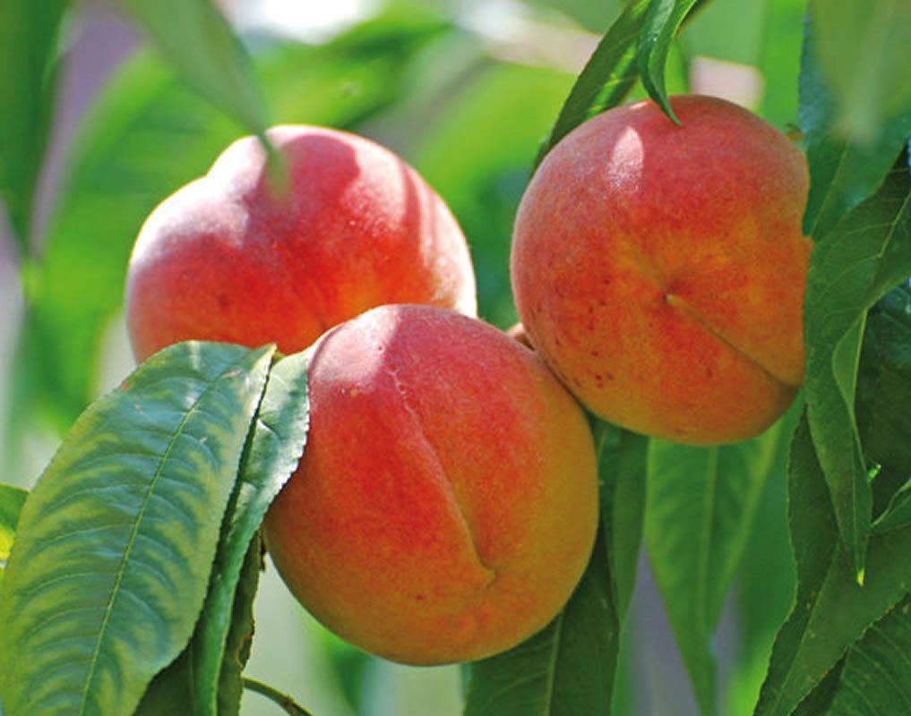 плоды персика кардинал