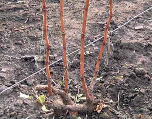 повреждения кустов винограда