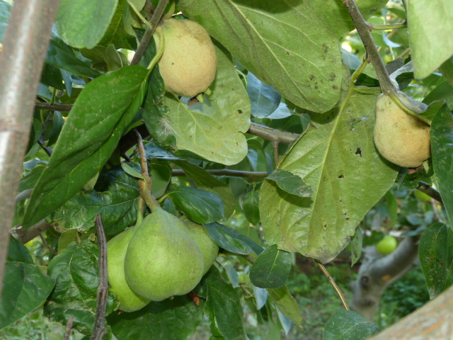 прививка яблони на грушу