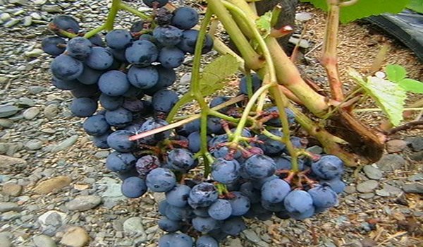 винный сорт винограда 