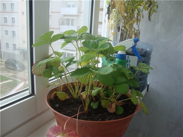 Вырастить клубнику из семян в домашних условиях