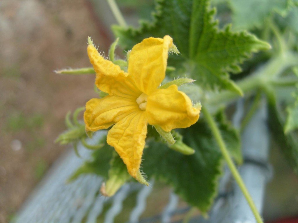 Пустоцвет или мужской цветок огурца