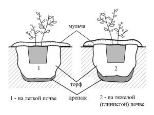 Схема посадки голубики на различных почвах