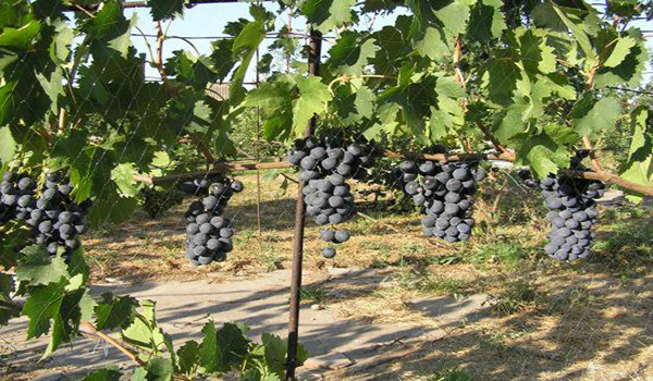 подвязаный на сатке виноград