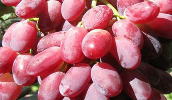 виноград сорта марсело