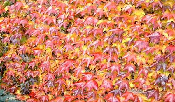 красная листва девичего винограда 