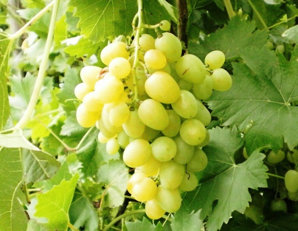 Сорт винограда Аркадия: особенности и характеристики