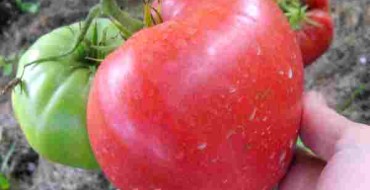 Выращивание помидоров в теплице: видео и полезные советы
