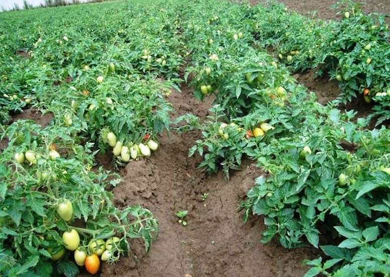Выращивание томатов в открытом грунте:. Обсуждение на LiveInternet -Российский Сервис Онлайн-Дневников