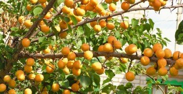 Фото абрикосов на дереве