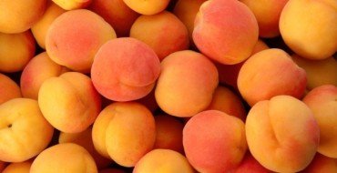 Урожай абрикос сорта Выносливый