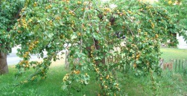 Фото абрикосы с плодами