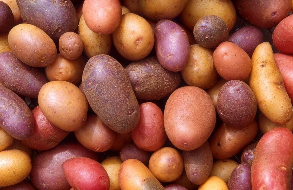 Как выбрать сорта картофеля для средней полосы России