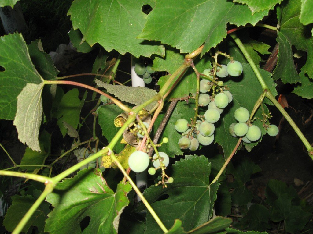 Дыры в листе винограда