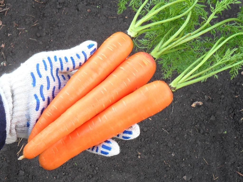 Какие сорта моркови лучшие для открытого грунта