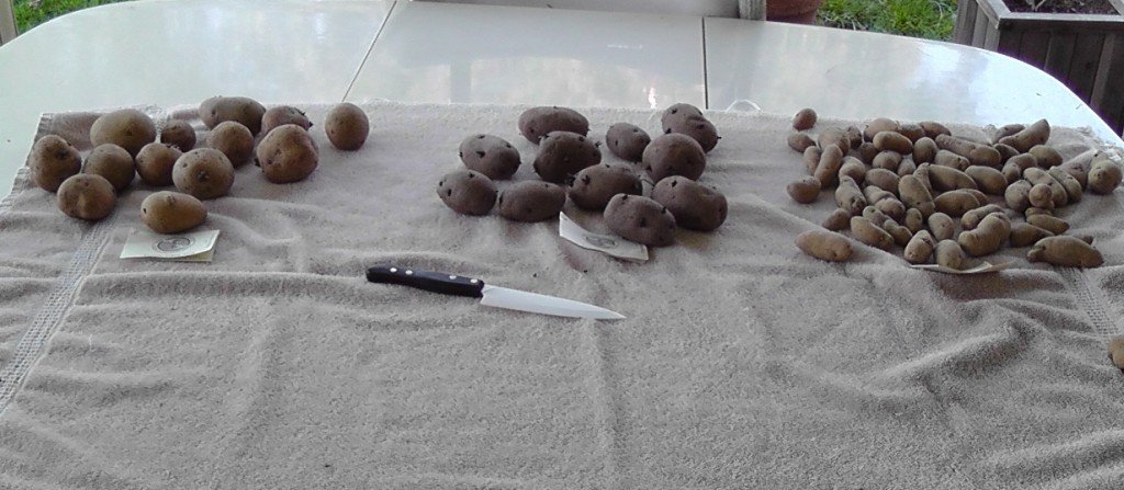 Как правильно подготовить картофель к посадке