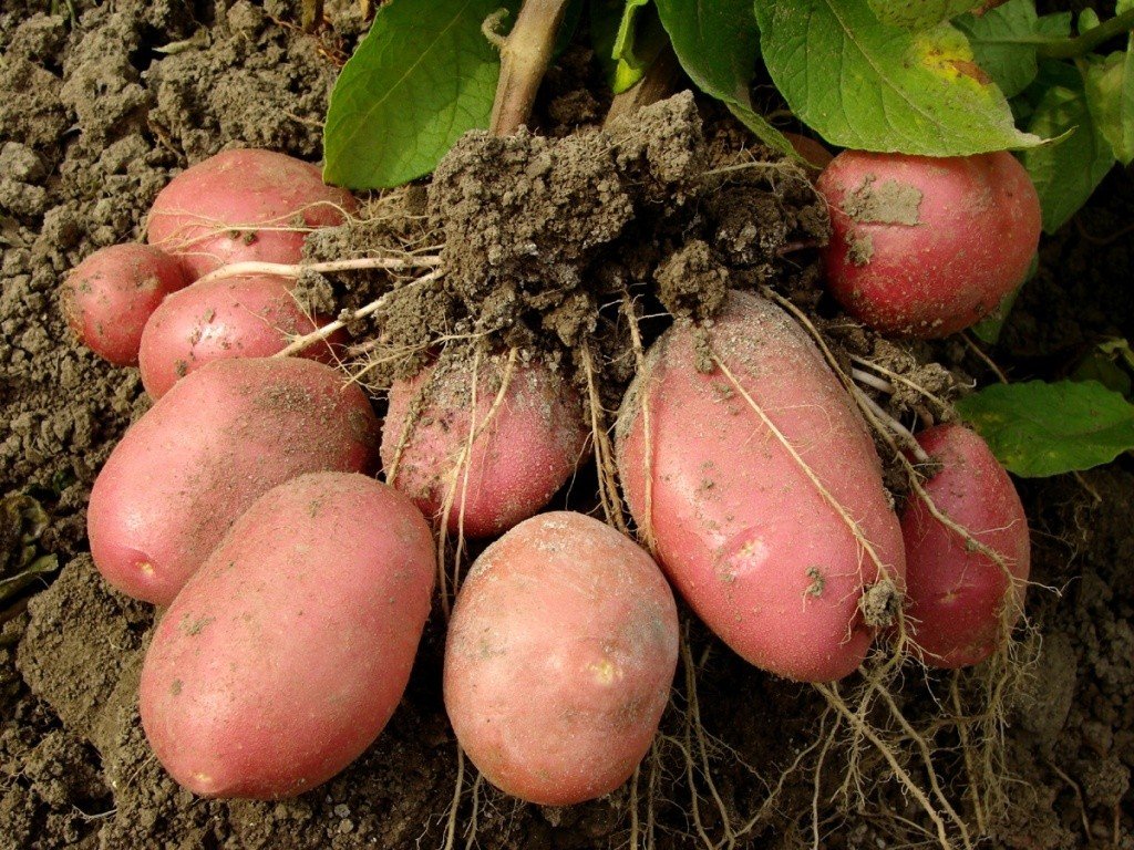 Характеристика и выращивание сорта картофеля Розара
